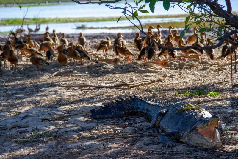 Crocodile, Yellow Water