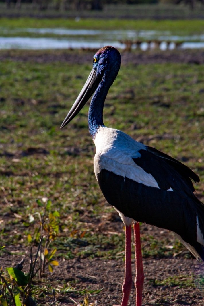Jabiru, Yellow Water