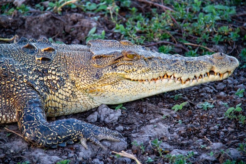 Crocodile, Yellow Water