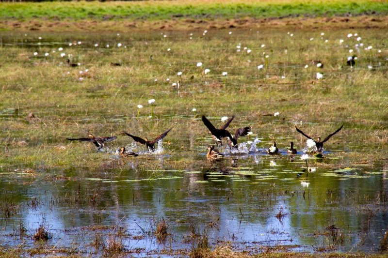 Magpie geese in flight, Anbangbang