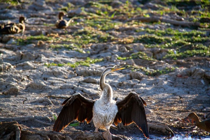 Darter, Yellow Water