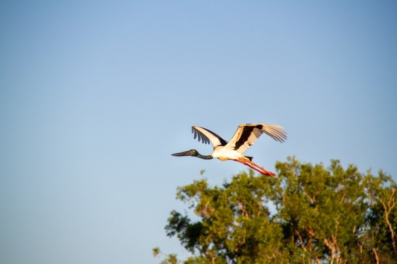 Jabiru in flight, Yellow Water