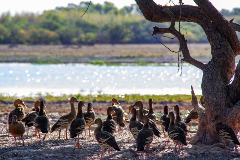 Plumed whistling ducks, Yellow Water