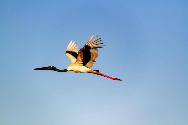 The majestic jabiru, Yellow Water