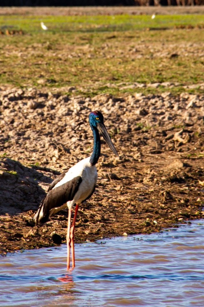 Jabiru, Yellow Water