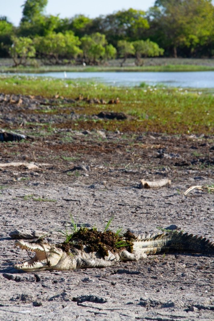 Crocodile hiding, Yellow Water