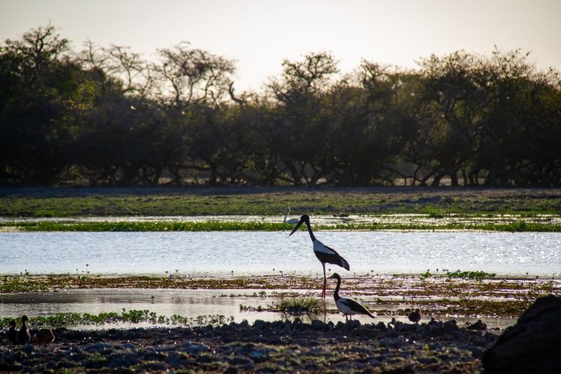 Jabiru, Yellow Water
