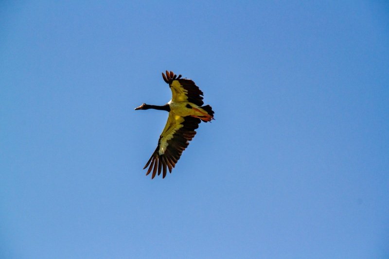 Magpie goose in flight, Anbangbang