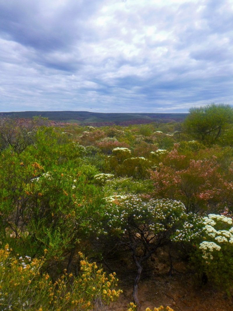 Kalbarri View