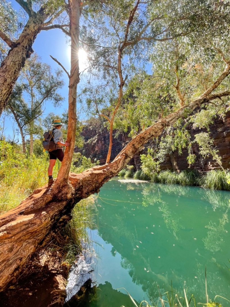 Dales Gorge, Karijini
