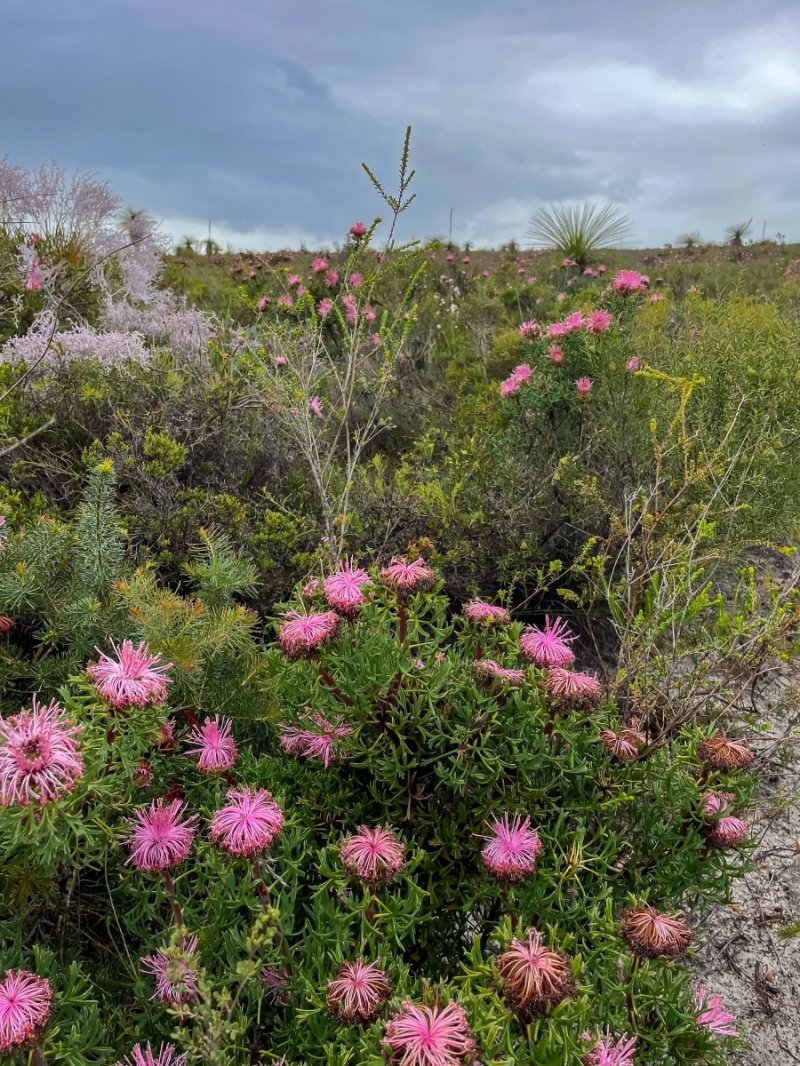 Lesuer National Park