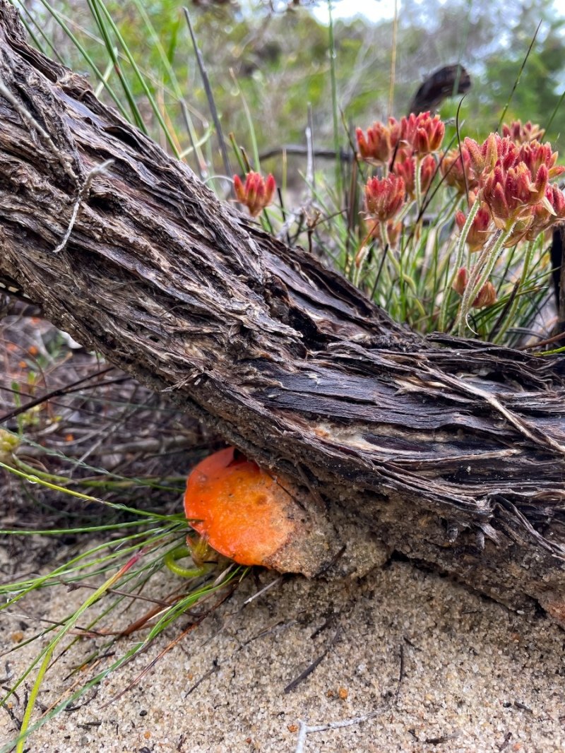 Lesuer National Park