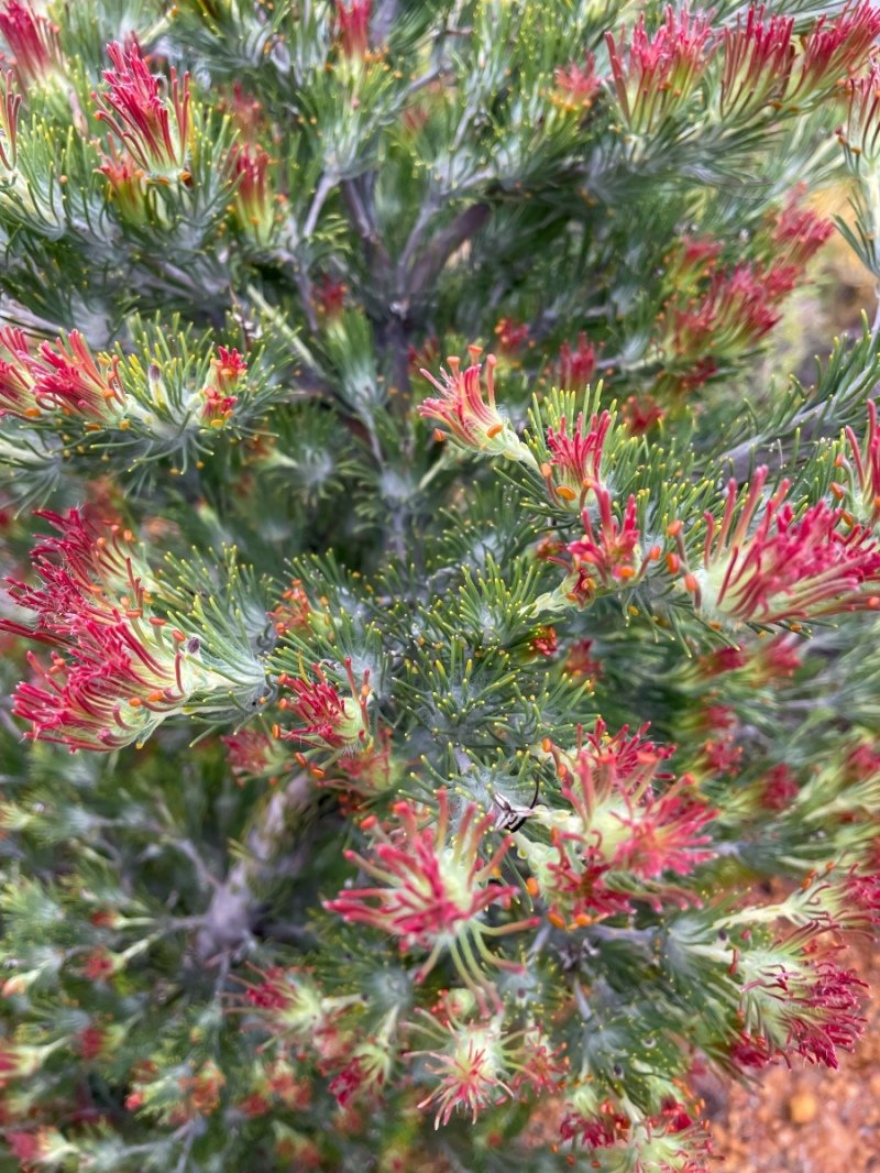 Lesuer National Park