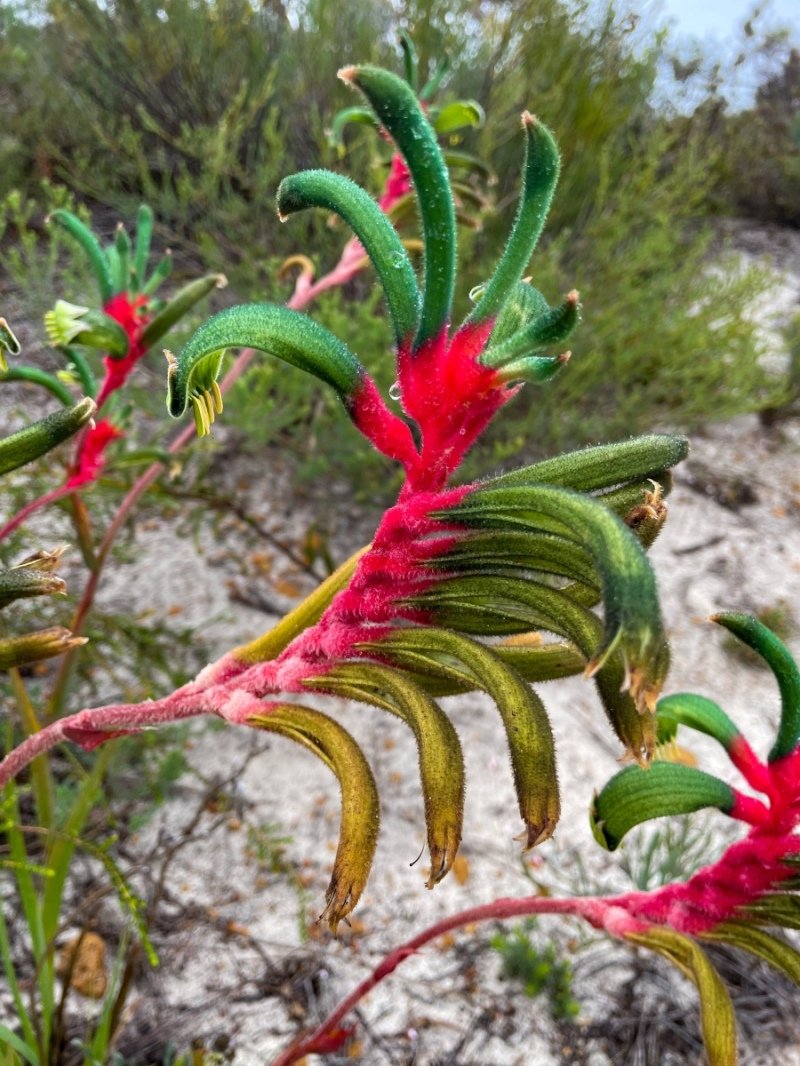 Lesuer National Park