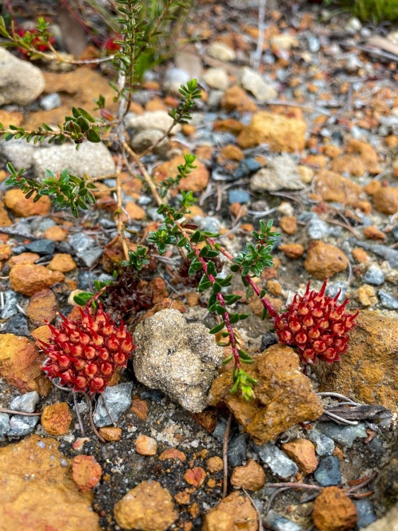 Lesuer National Park
