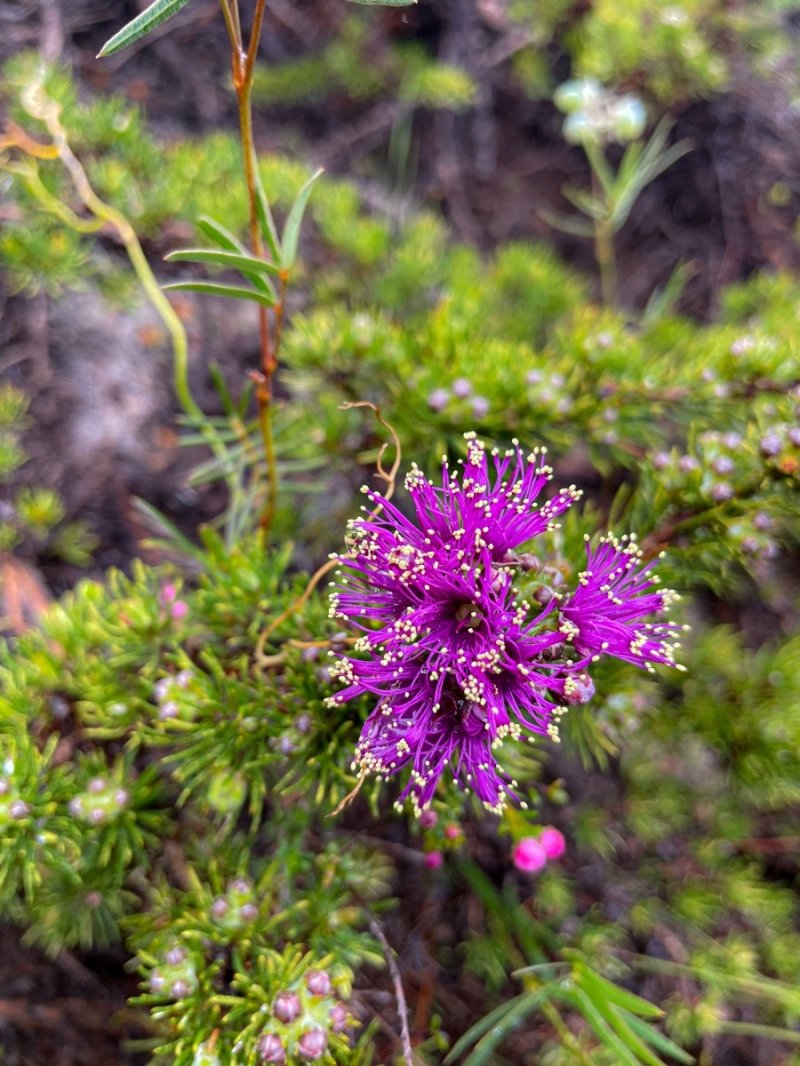 Lesuer National Park