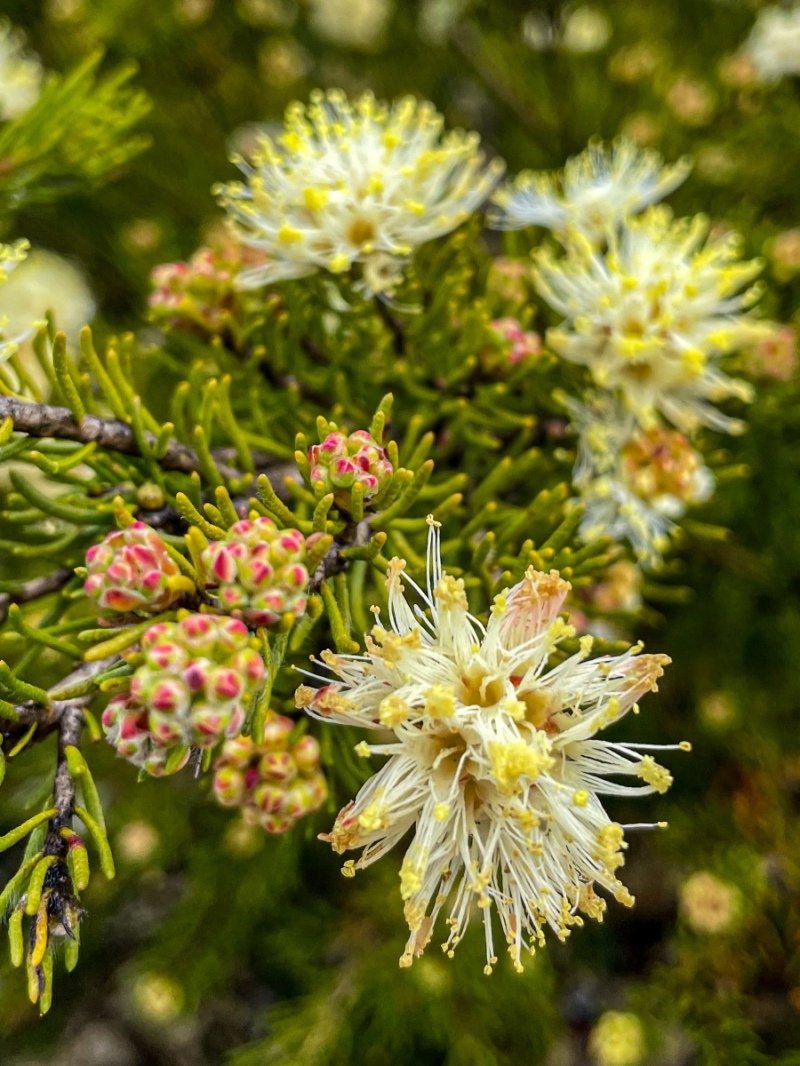 Lesuer National Park