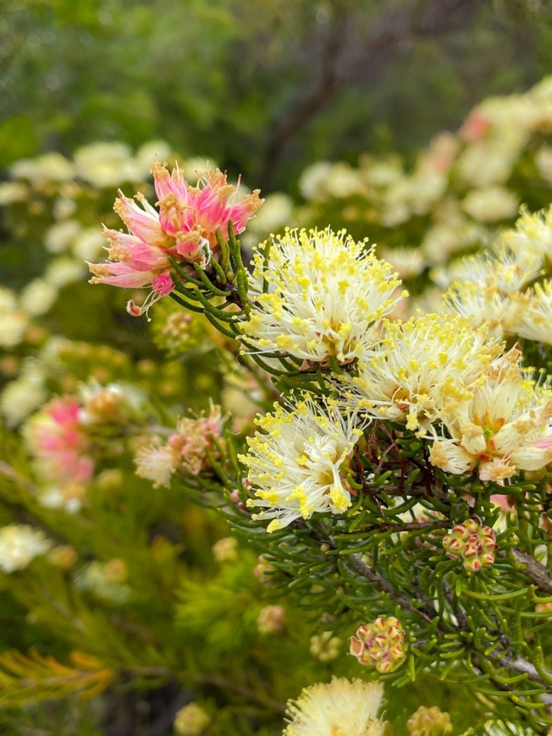 Lesuer National Park