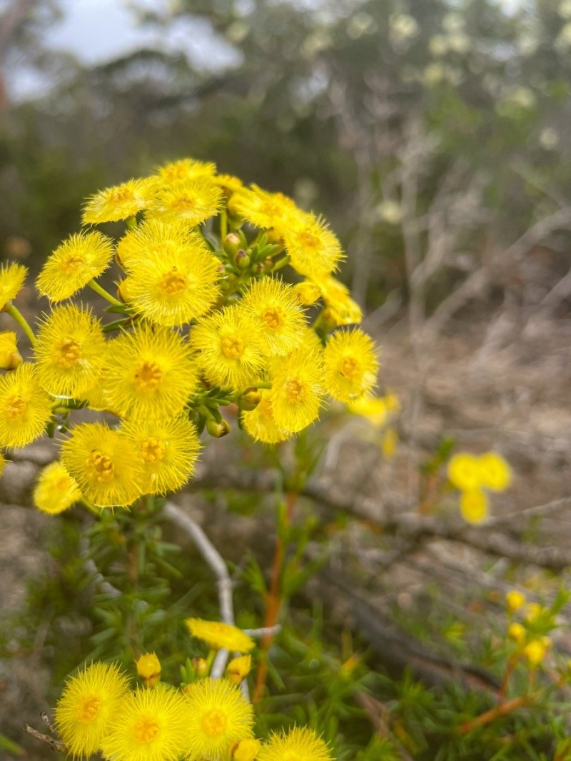 Lesuer National Park