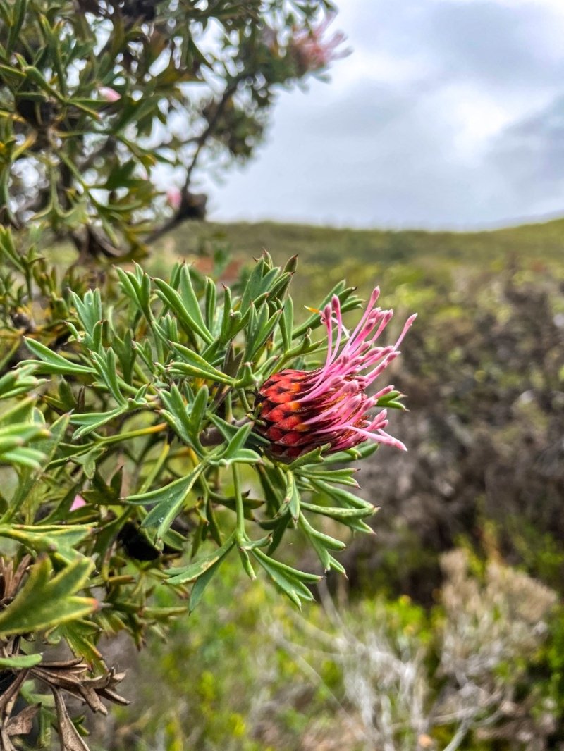 Lesuer National Park