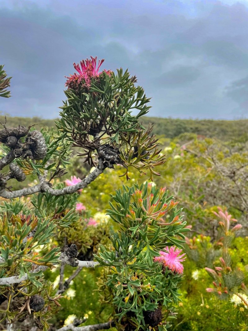 Lesuer National Park