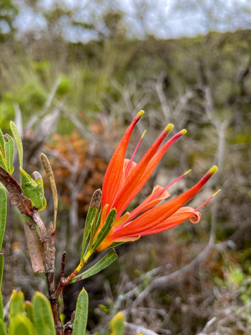 Lesuer National Park