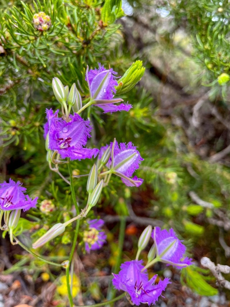 Lesuer National Park