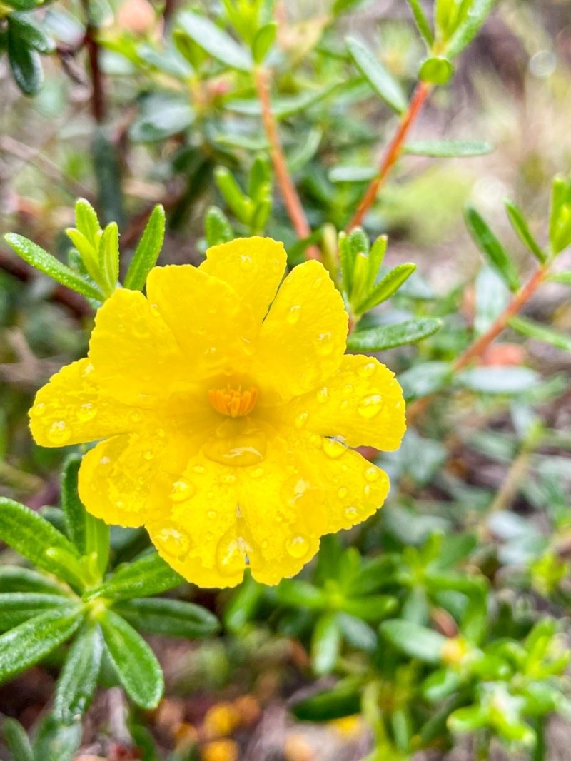 Lesuer National Park