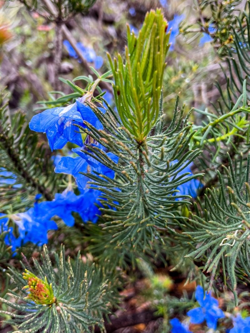 Lesuer National Park