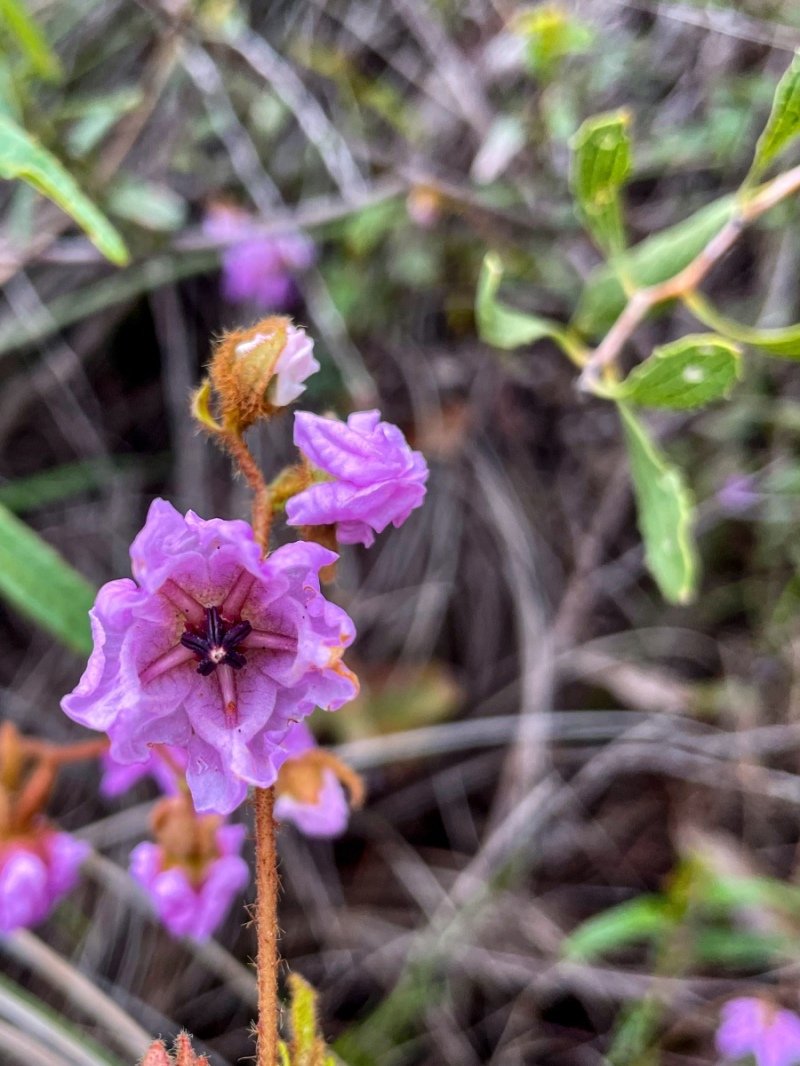 Lesuer National Park
