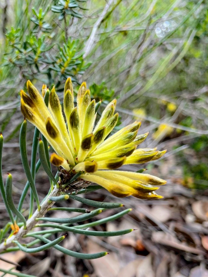 Lesuer National Park