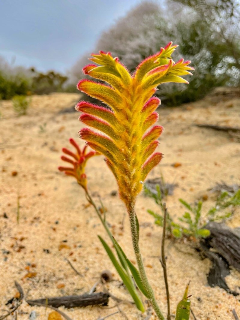 Lesuer National Park