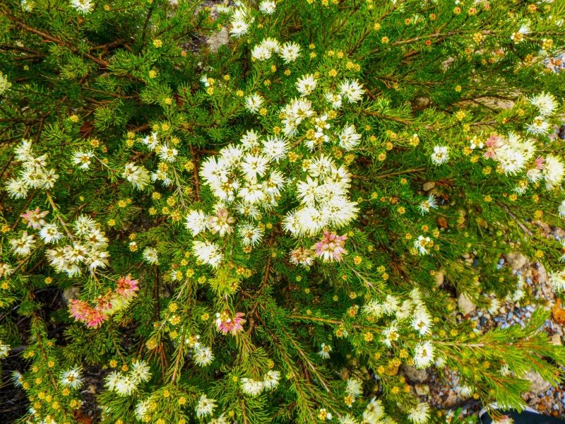 Lesuer National Park