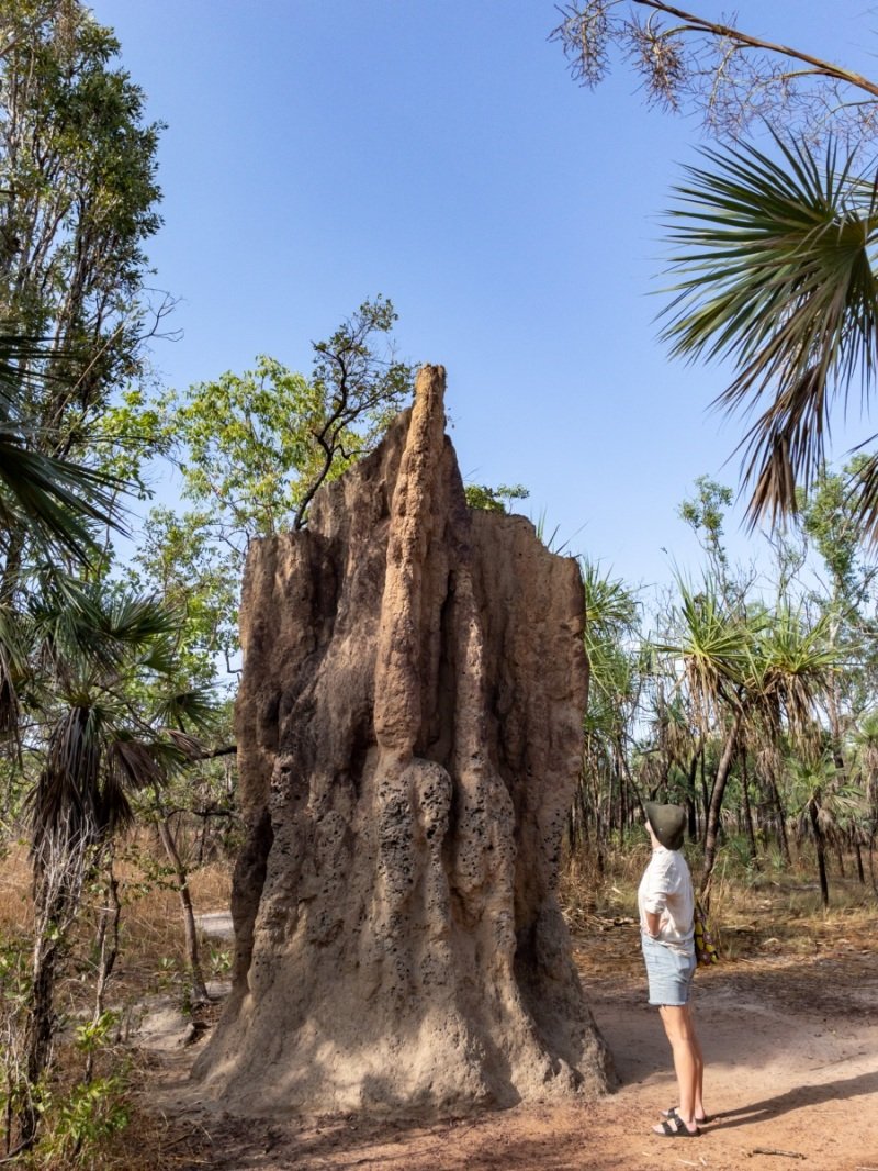 Giant termite mound (Anna for scale)