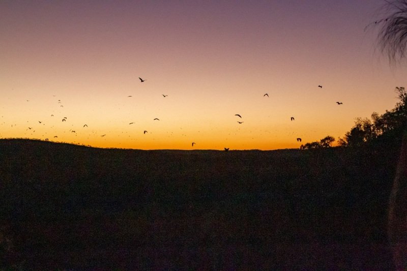 Sunset in Nitmiluk, bats begin to fly