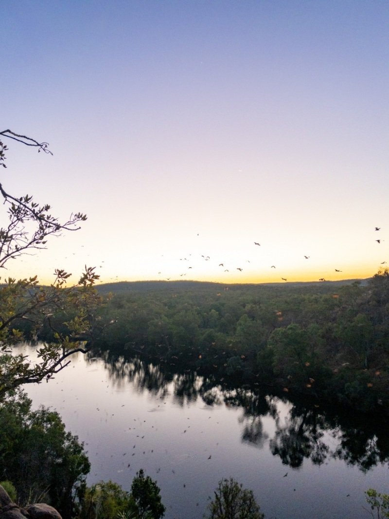 Sunset in Nitmiluk, bats begin to fly