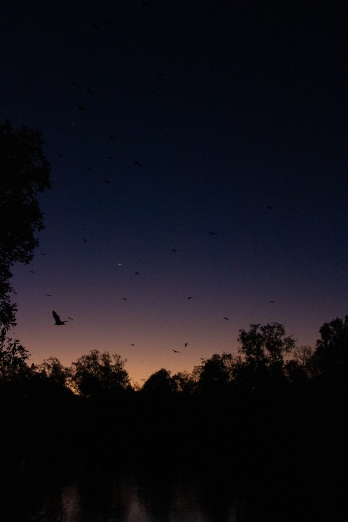 Sunset in Nitmiluk, bats begin to fly