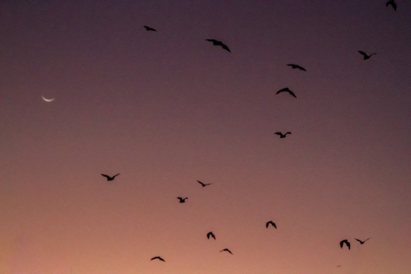 Sunset in Nitmiluk, bats begin to fly