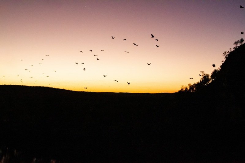 Sunset in Nitmiluk, bats begin to fly
