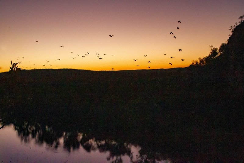 Sunset in Nitmiluk, bats begin to fly