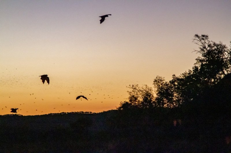 Sunset in Nitmiluk, bats begin to fly
