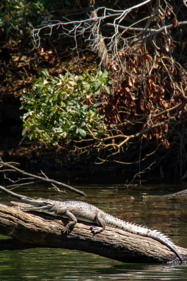 Crocodile from Nitmiluk Boat Cruise