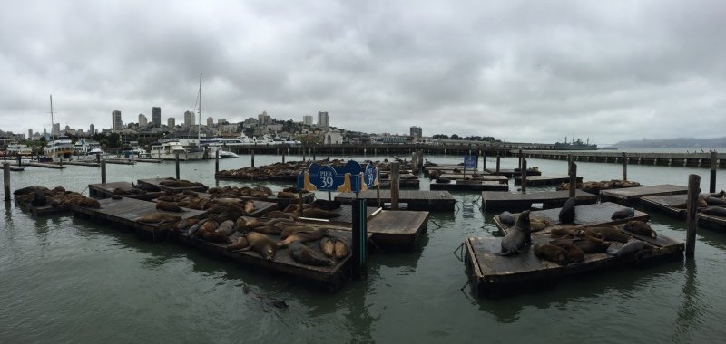 Seals at Pier 39