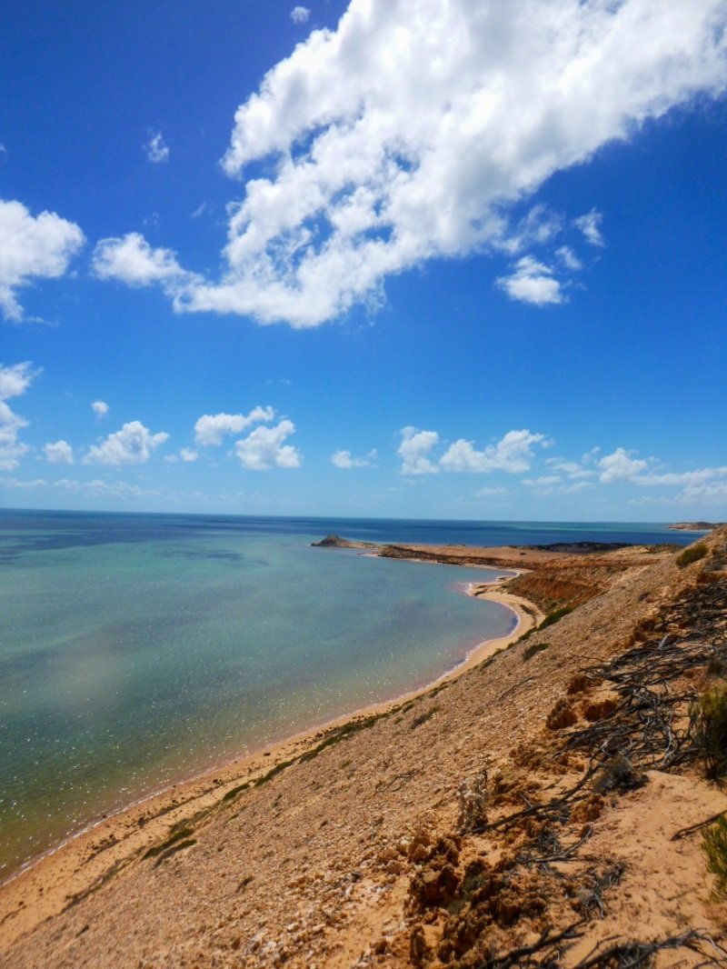 Eagle Buff, Shark Bay