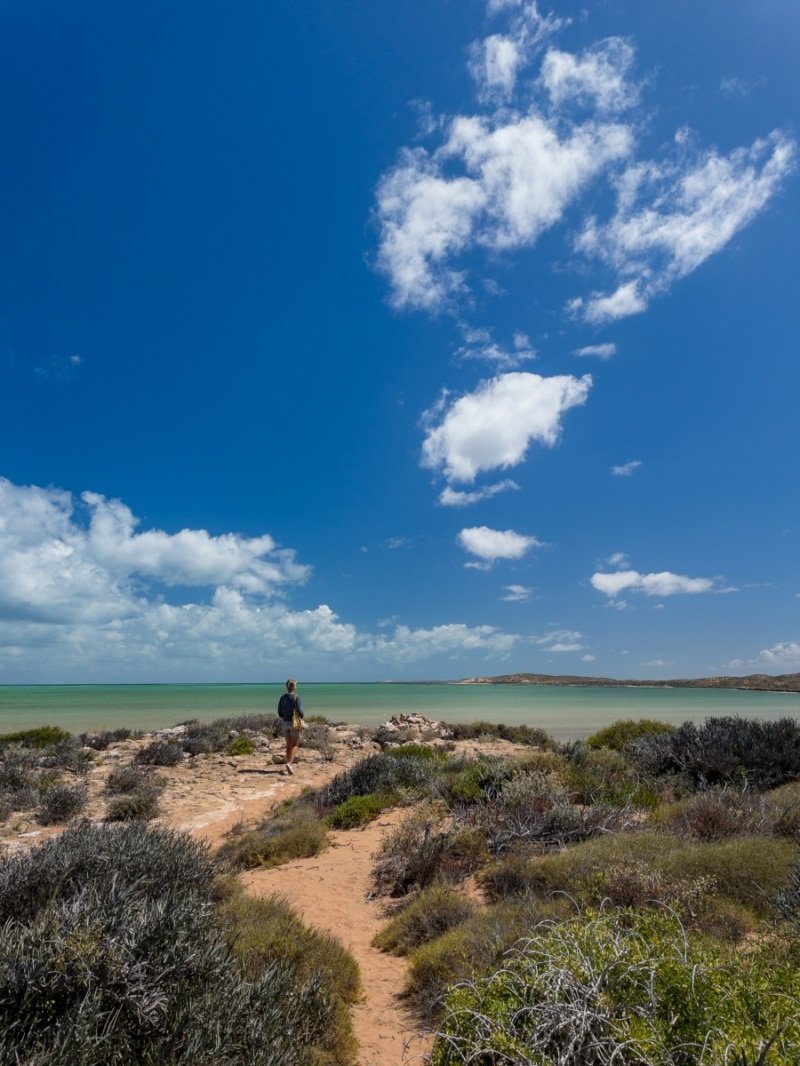 Shell Beach, Shark Bay
