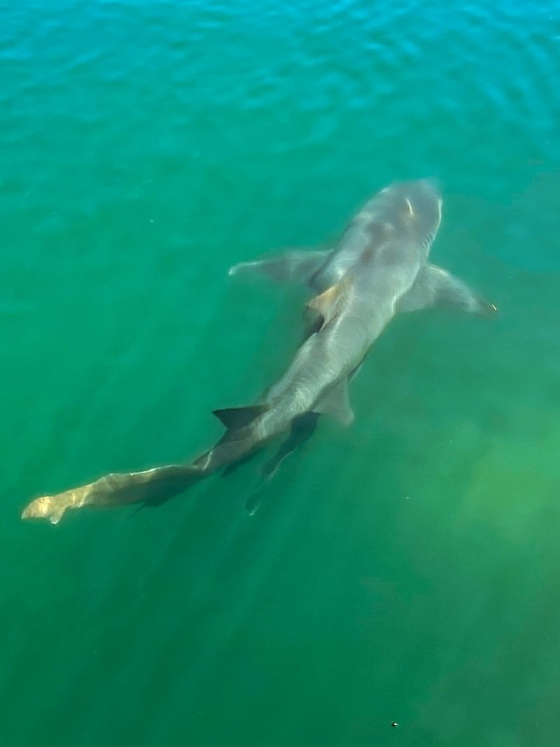 Ocean Park, Shark Bay
