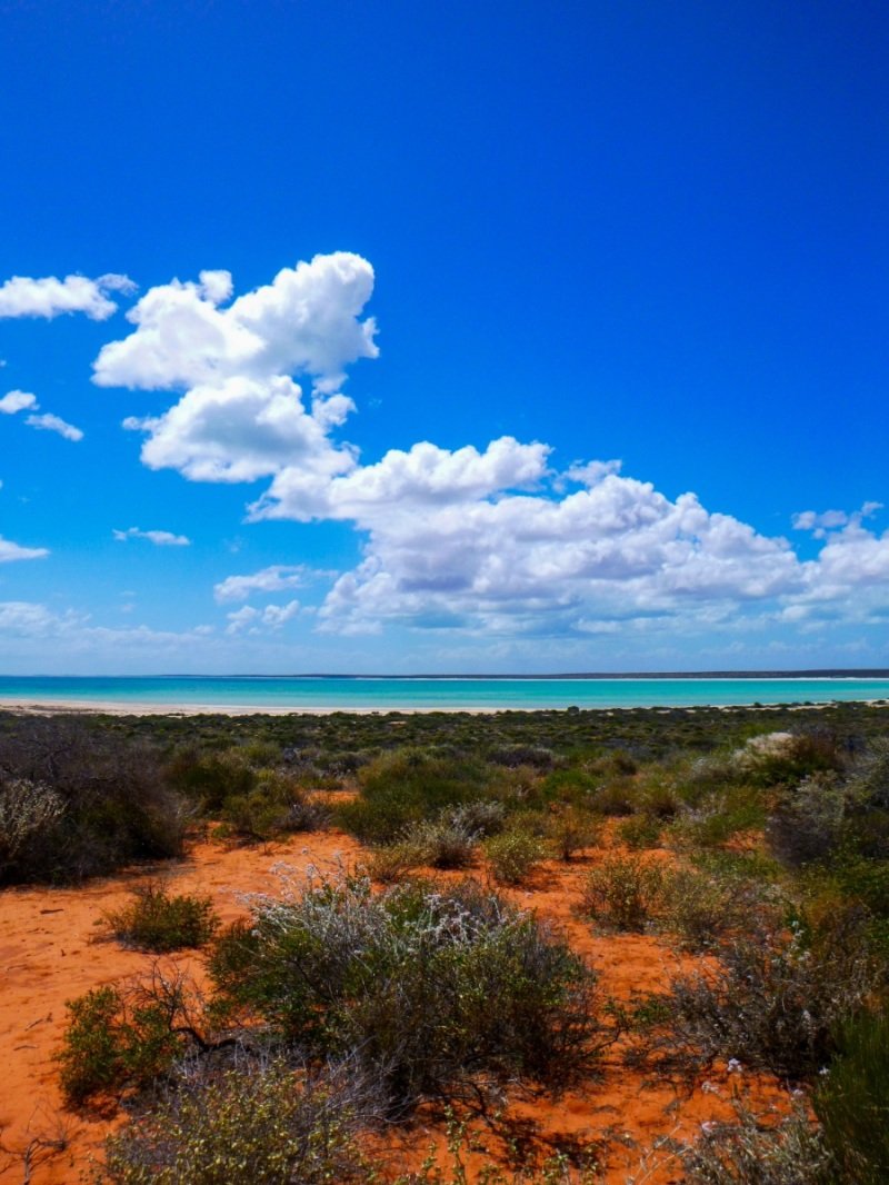Shell Beach, Shark Bay