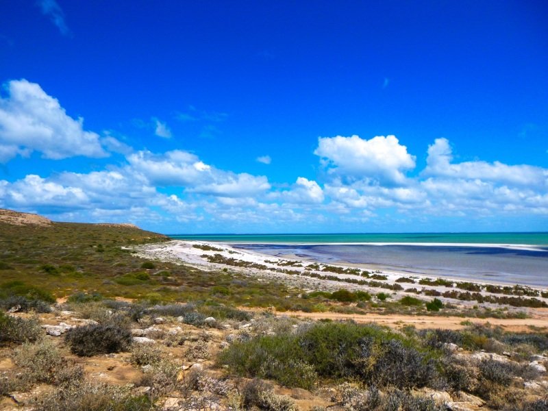 Shell Beach, Shark Bay