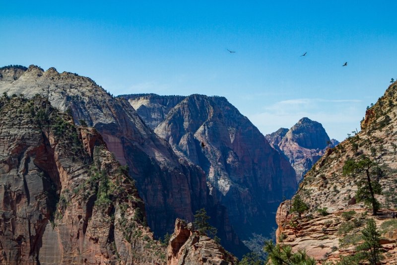Condors over Zion