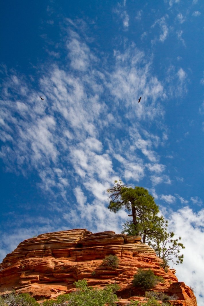 Condors over Zion
